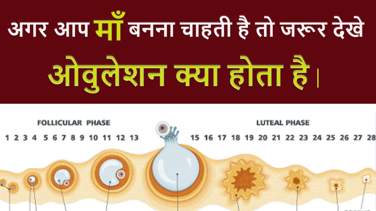 Ovulation: How to get Pregnant Fast Naturally?