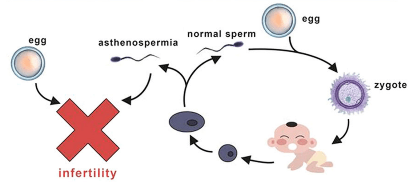The Male Infertility Management Herb Ashwagandha